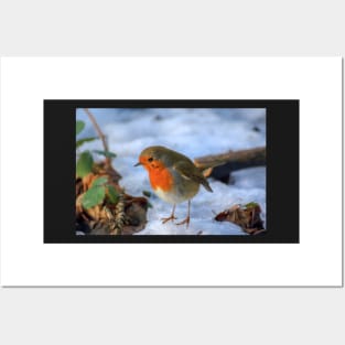 Little red robin in the snow at Christmas time Posters and Art